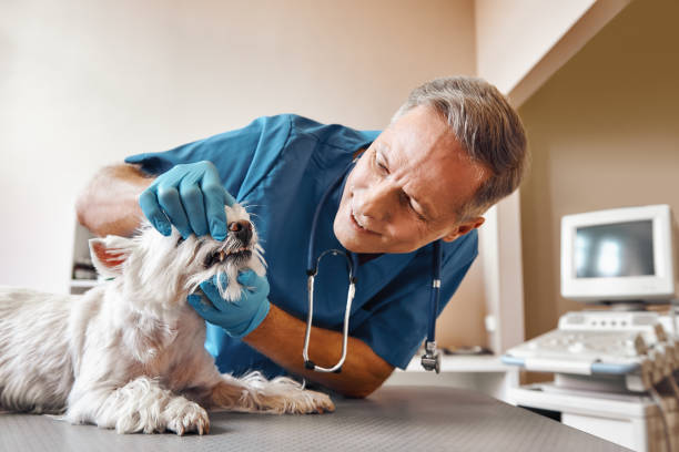 Best Walk-In Emergency Dental Services in Bude, MS